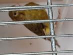 kanarie mannen, Dieren en Toebehoren, Mannelijk, Zangkanarie