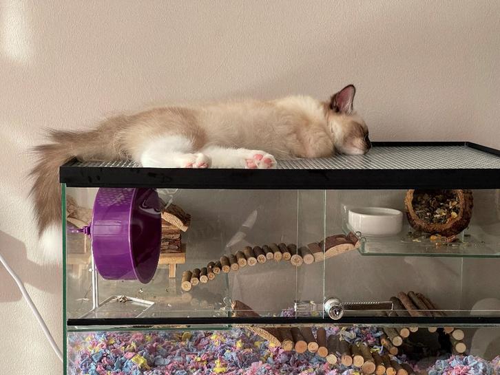 Gerbilarium met zware, stevige deksel, Dieren en Toebehoren, Knaagdieren en Konijnen | Hokken en Kooien, Nieuw, Hok, Minder dan 60 cm