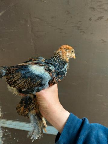 Brahma goudpatrijs, Meerdere dieren, Kip