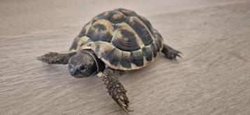 Griekse landschildpadden nakweek 2019 en 2022 beschikbaar voor biedingen