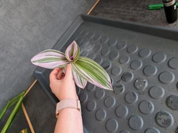 Tradescantia nanouk stek nr 18 beschikbaar voor biedingen