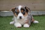 Prachtige Welsh Corgi Cardigan pups (ouders aanwezig), Dieren en Toebehoren, Honden | Herdershonden en Veedrijvers, België, Overige rassen