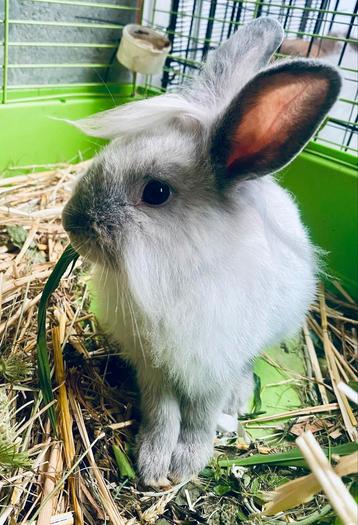Nain lapin 3 mois, Nain