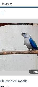 Koppel rosella's, Dieren en Toebehoren, Geringd