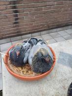 Jonge duiven 1ste ronde, Animaux & Accessoires, Oiseaux | Pigeons, Plusieurs animaux, Pigeon voyageur