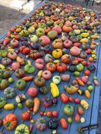 Graines de tomates – plus de 400 variétés en vrac, Enlèvement ou Envoi, Printemps, Plein soleil, Graine