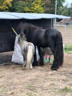 Gezonde kindvriendelijke stamboek Fell pony & appaloosa's, Dieren en Toebehoren, Pony's, Hengst