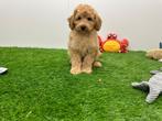 Dwergpoedel pups, Poedel, België, 8 tot 15 weken, CDV (hondenziekte)