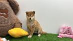 Shiba Inu pups, België, Overige rassen, 8 tot 15 weken, CDV (hondenziekte)