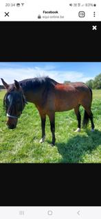 Paard te koop, Hongre, Avec pedigree