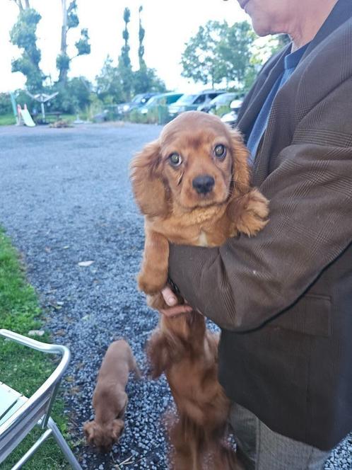 cavalier king charles spaniel pups, Dieren en Toebehoren, Honden | Chihuahua's en Gezelschapshonden, Reu, Overige rassen, Fokker | Professioneel