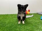 Shetland Sheepdog pups, 8 tot 15 weken, CDV (hondenziekte), Meerdere, Meerdere dieren
