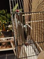 Halsband met kooi, Ophalen