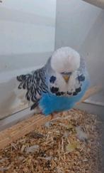 Koppel Engelse grasparkieten, Dieren en Toebehoren, Vogels | Parkieten en Papegaaien, Meerdere dieren, Parkiet, Geringd