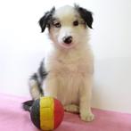 Border Collie - Belgische pups te koop, Dieren en Toebehoren, België, CDV (hondenziekte), 8 tot 15 weken, Meerdere