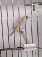 Majoor putter pop, Dieren en Toebehoren, Vogels | Overige Vogels, Vrouwelijk, Wildzangvogel, Geringd