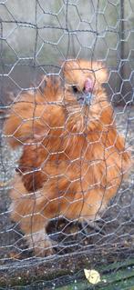 Zijdehoen (USA)  haan, Dieren en Toebehoren, Pluimvee, Mannelijk, Kip