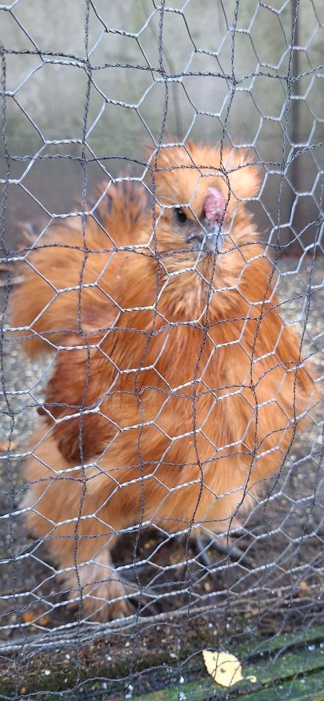 Zijdehoen (USA)  haan, Dieren en Toebehoren, Pluimvee, Kip, Mannelijk