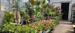 Toutes sortes de plantes de jardin à des prix compétitifs, Jardin & Terrasse, Enlèvement ou Envoi