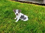Prachtig blauw tricolor Jack Russell pupje, CDV (hondenziekte), Meerdere, Teef, 8 tot 15 weken