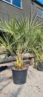 Butia Capitata - Geleipalm, Ophalen