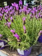 Lavendel Stoechas, Tuin en Terras, Planten | Tuinplanten, Ophalen
