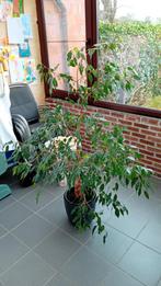 Ficus Benjamina Exotica ficus 150 cm plante d'intérieur vert, Enlèvement, Ficus, Plein soleil