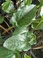 Luipaard plantjes (Drimiopsis Maculata), Huis en Inrichting, Ophalen, Overige soorten, Halfschaduw, Minder dan 100 cm