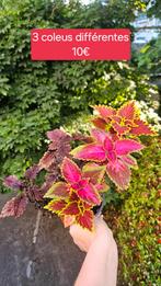 Coleus, Ophalen of Verzenden