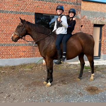 Super brave merrie normale prijs beschikbaar voor biedingen