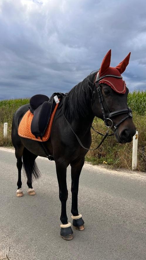 Halve stal gezocht, Dieren en Toebehoren, Paarden, Ruin, B, Minder dan 160 cm, 7 tot 10 jaar, Recreatiepaard