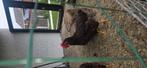 Rhode island red haan, Dieren en Toebehoren, Pluimvee