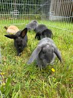 Lieve jonge hangoor konijntjes, Dieren en Toebehoren, Konijnen, Hangoor