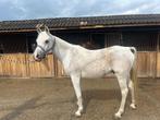 12 jarige Arabier pony, Dieren en Toebehoren, Ruin, C pony (1.27m tot 1.37m), 11 jaar of ouder