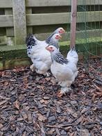 Brahma kriel, Femelle, Poule ou poulet