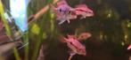 hypsophris nicaraguensis / gele moga nakweek, Dieren en Toebehoren, Vissen | Aquariumvissen, Vis, Zoetwatervis