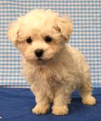 Supermooie Bichon Frisé pups!, Dieren en Toebehoren, Honden | Chihuahua's en Gezelschapshonden, 15 weken tot 1 jaar, Overige rassen