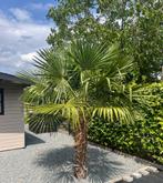 3 Palmbomen Trachycarpus Fortunei, Tuin en Terras, Ophalen, Palmboom, 100 tot 250 cm