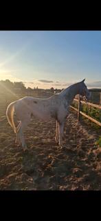Apalousa fewspot hengst, Dieren en Toebehoren, Paarden, Hengst, M