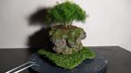 3 bonsai-asperges + handgemaakte pot, Ophalen