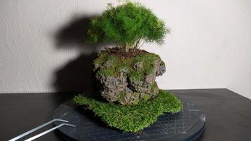 3 bonsai-asperges + handgemaakte pot