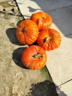 Pompoenen, Ophalen