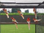 Rubino rosella (2025 en 2023), Parkiet