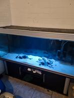 Aquarium 400 liter met cichliden, Dieren en Toebehoren, Ophalen