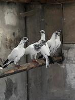 Boedapest hoogvliegers, Dieren en Toebehoren, Vogels | Duiven, Geslacht onbekend, Overige soorten