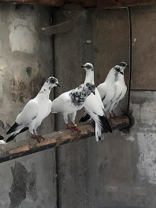 Boedapest hoogvliegers, Dieren en Toebehoren, Vogels | Duiven, Overige soorten, Geslacht onbekend