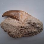 Mosasaurus tand in matrix  - 10 cm, Ophalen of Verzenden, Fossiel