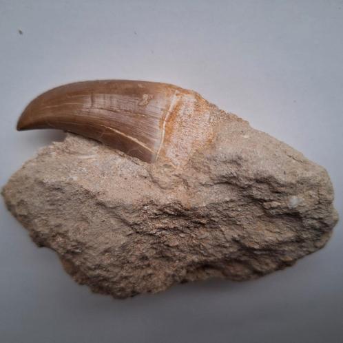 Mosasaurus tand in matrix  - 10 cm, Verzamelen, Mineralen en Fossielen, Fossiel, Ophalen of Verzenden
