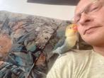 Baby, Geslacht onbekend, Dwergpapegaai of Agapornis, Tam