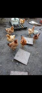 jonge legkippen poel, Dieren en Toebehoren, Pluimvee